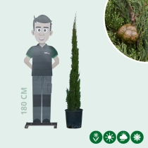 Italienische Zypresse 'Totem'