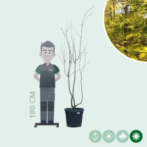 Gelber Dornenloser Lederhülsenbaum mehrstämmig