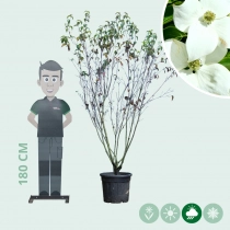Cornus China Girl mehrstämmig