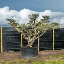 Olivenbaum Pom Pom mehrstämmig #1