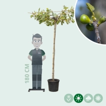 Feigenbaum als Dachbaum