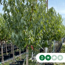 Mandelbaum hochstamm