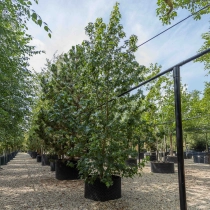 Amberbaum mehrstämmig #1