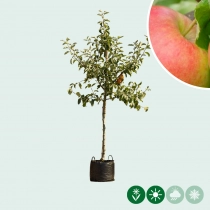 Die Malus d. 'Jonagold'