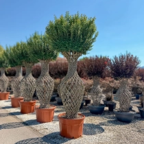 Lagerstroemia indica Vasenform #183