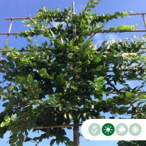 Hainbuche als Spalier ausgewaschen