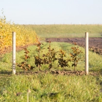 Blutbuchenhecke pro Meter einreihig