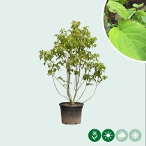 Taschentuchbaum mehrstämmig