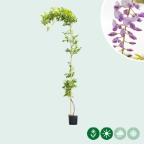 Blauregen sinensis