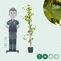 Weinbaum auf Stock