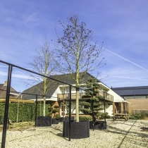 Amberbaum ‘Lane Roberts’ #107