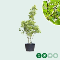 Europäischer Zürgelbaum mehrstämmig