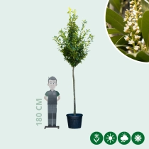 Kirschlorbeer Hochstamm 450 cm