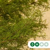 Tamariske mehrstämmig