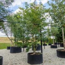 Gelber Dornenloser Lederhülsenbaum mehrstämmig #1