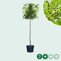 Europäischer Zürgelbaum