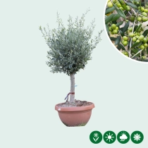 Olivenbaum Dekoschale