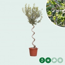 Olivenbaum spiralförmig