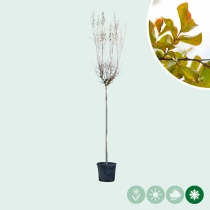 Chinesische Kräuselmyrte