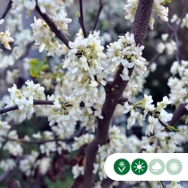 Judasbaum 'Texas White'