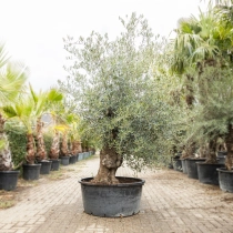 Olivenbaum 'Bonsai' #192