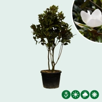 Magnolia grandiflora mehrstämmig