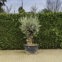 Olivenbaum 'Bonsai' #94