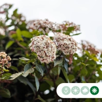 Schneeball mehrstämmig