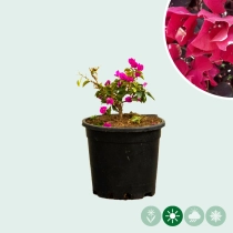 Bougainvillea glabra ‘Fucsia’ Strauch