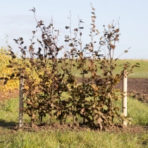 Blutbuchenhecke pro Meter zweireihig