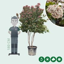 Schneeball mehrstämmig