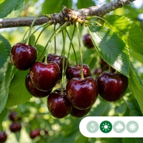 Prunus a. 'Regina'