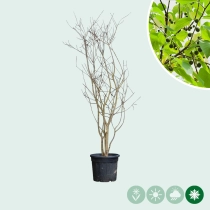 Europäischer Zürgelbaum mehrstämmig