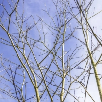 Amerikanische Roteiche #36