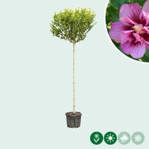 Säulen-Hibiskus ‘Purple Pillar’ hochstamm