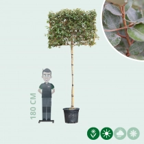 Ölweide Spalierbaum ausgewaschen