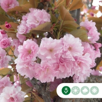 Japanische Zierkirsche 'Kanzan' mehrstämmig