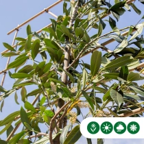 Kirschlorbeer als Spalier Ausgewaschen