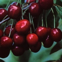 Prunus a. 'Stella'