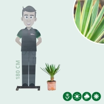 Palmlilie 'variegata'