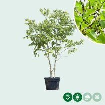 Europäischer Zürgelbaum mehrstämmig