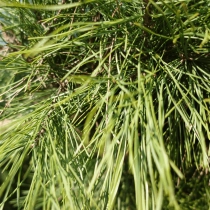 Waldkiefer Bonsai Pompon #79