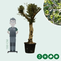 Olivenbaum ‘Hojiblanca’