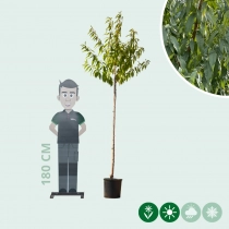 Mandelbaum halbstamm