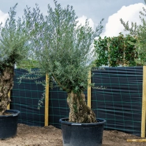 Olivenbaum 'Bonsai' 120–140 cm Stammumfang #1