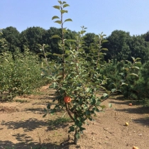 Malus d. Golden Delicious' als Spalier