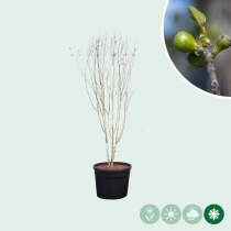 Himalaya-Birke mehrstämmig