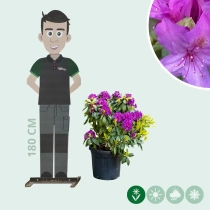 Rhododendron 'Marcel Menard'