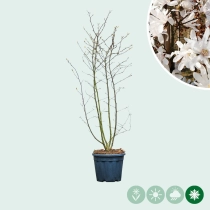 Magnolie 'Stellata' mehrstämmig