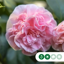 Camellia rosa mehrstämmig